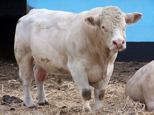 Foto: Vaca Charolais